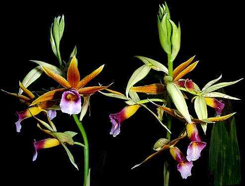 Phaius tankervilliae